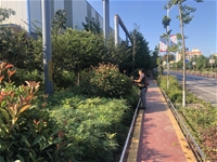 【基層動態】全員參與，打響綠植抗旱保衛戰