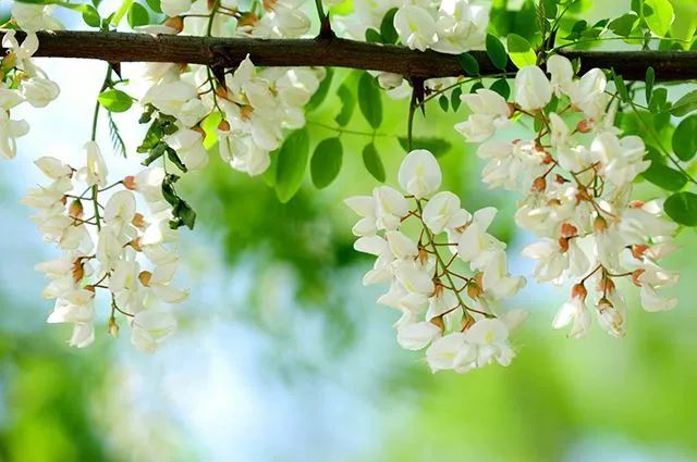 記憶中的春雨，童年里的槐花