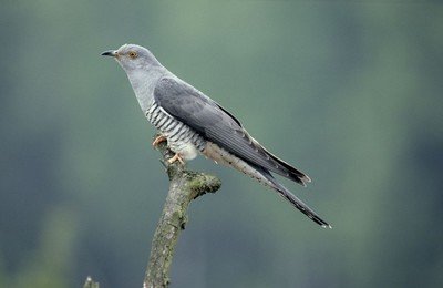 布谷聲聲啼夏來 布谷聲聲啼夏來