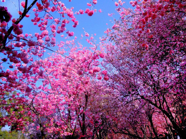 五月的櫻花與鋼花