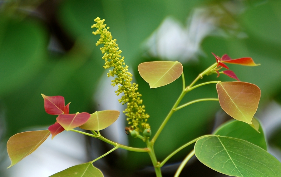 初夏的絮語 初夏的絮語