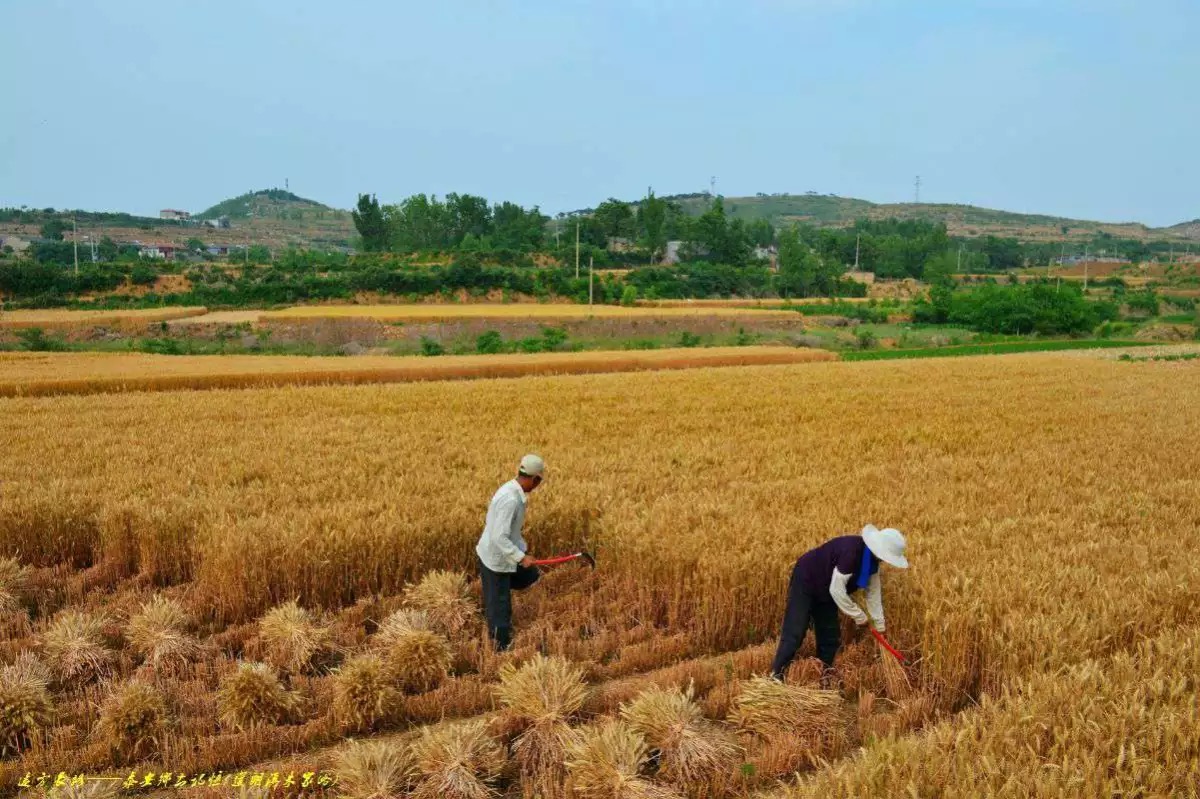 小麥覆隴黃 小麥覆隴黃
