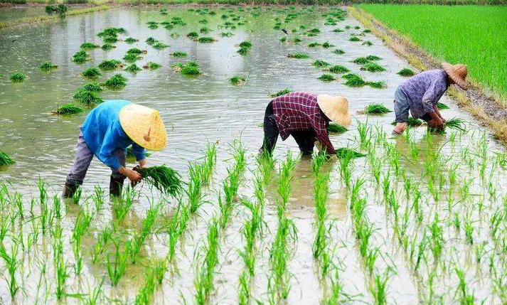 又是一年插秧季