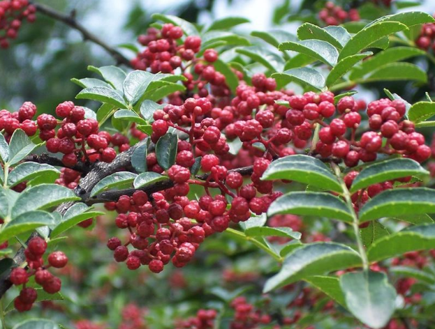 韓原花椒再香飄