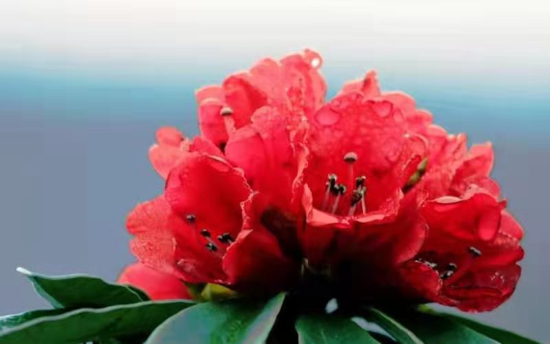 又見杜鵑紅 又見杜鵑紅