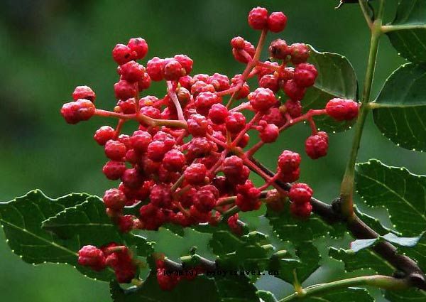 花椒追憶 花椒追憶