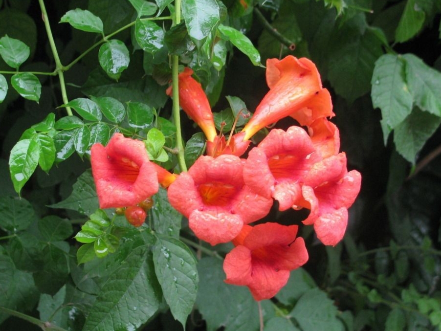 生如夏花之絢爛