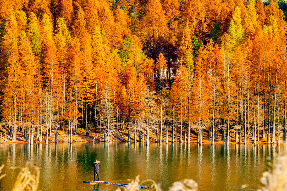 難忘故鄉(xiāng)的水杉