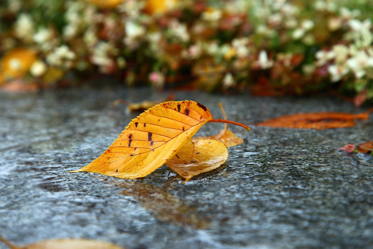 秋雨纏纏，情思許許