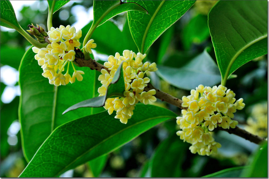 十里鋼城桂飄香 正是秋意正濃時(shí)