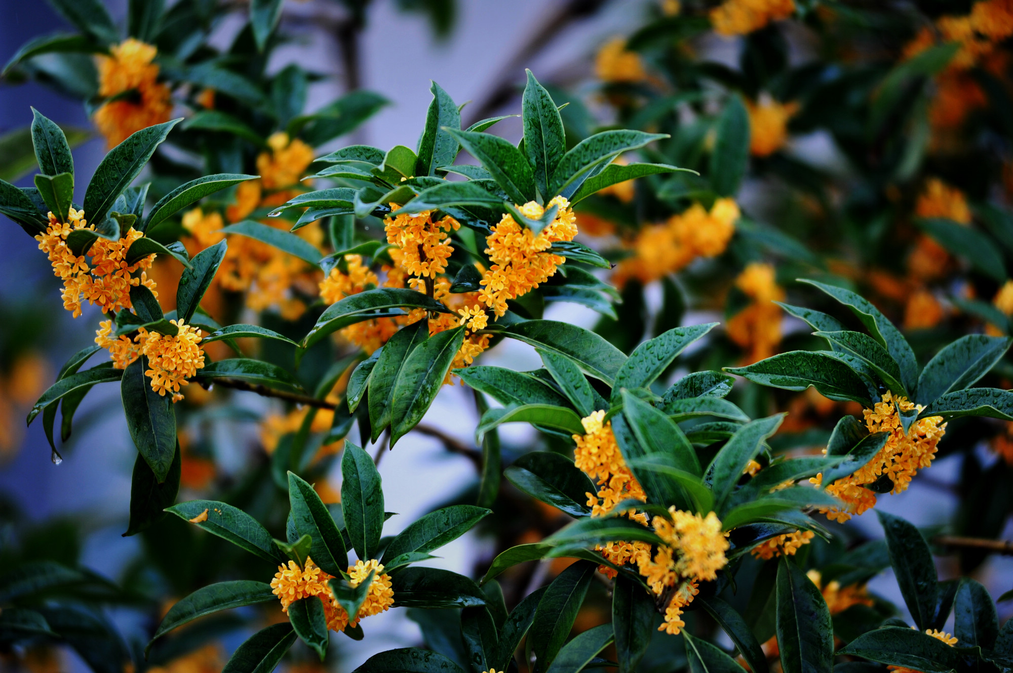 桂花香，飄鋼城