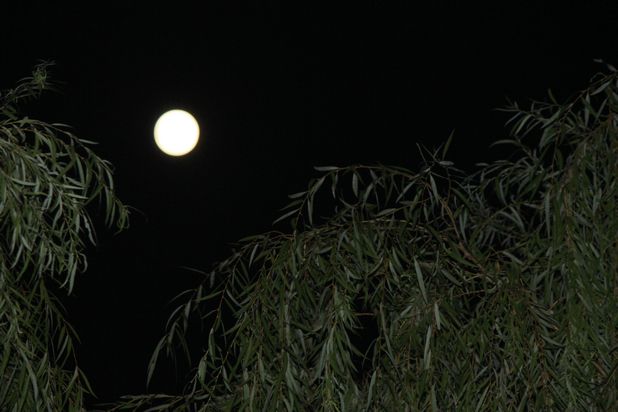 月光,是團圓的“底色” 月光,是團圓的“底色”