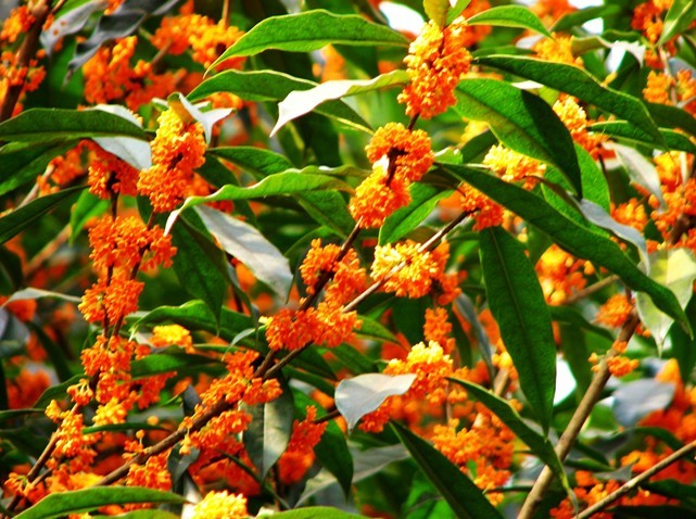 煙雨空蒙桂飄香