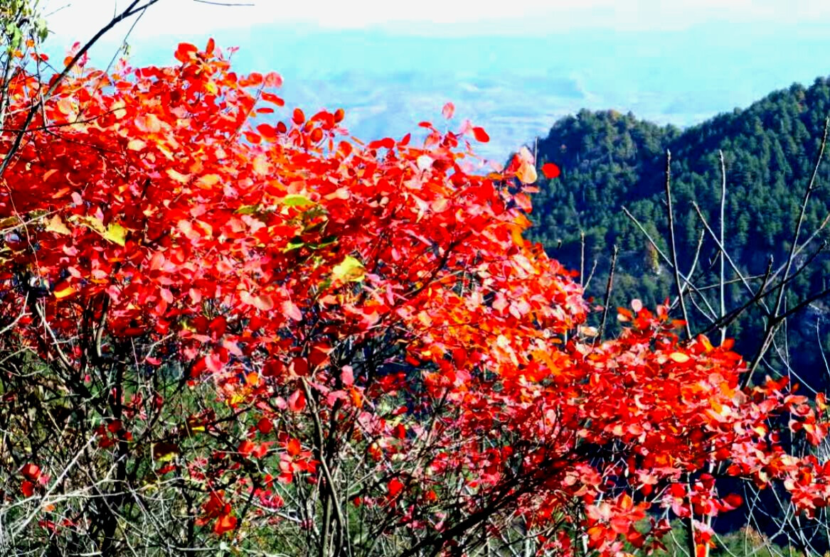 又見楓葉紅似火