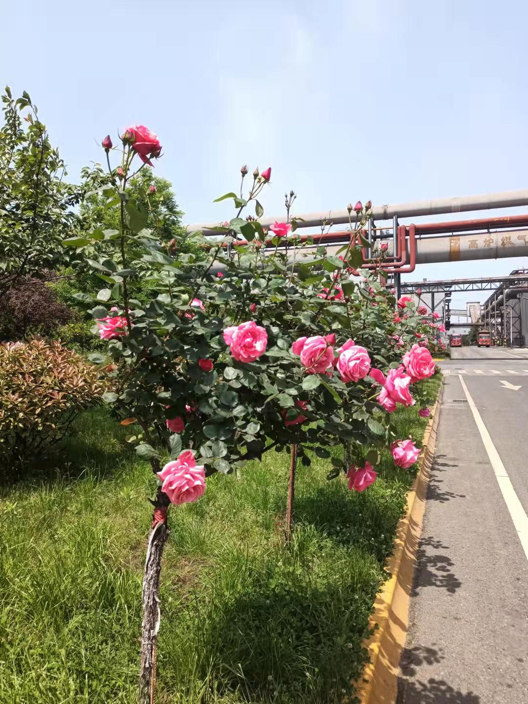 我與漢鋼同行的八年