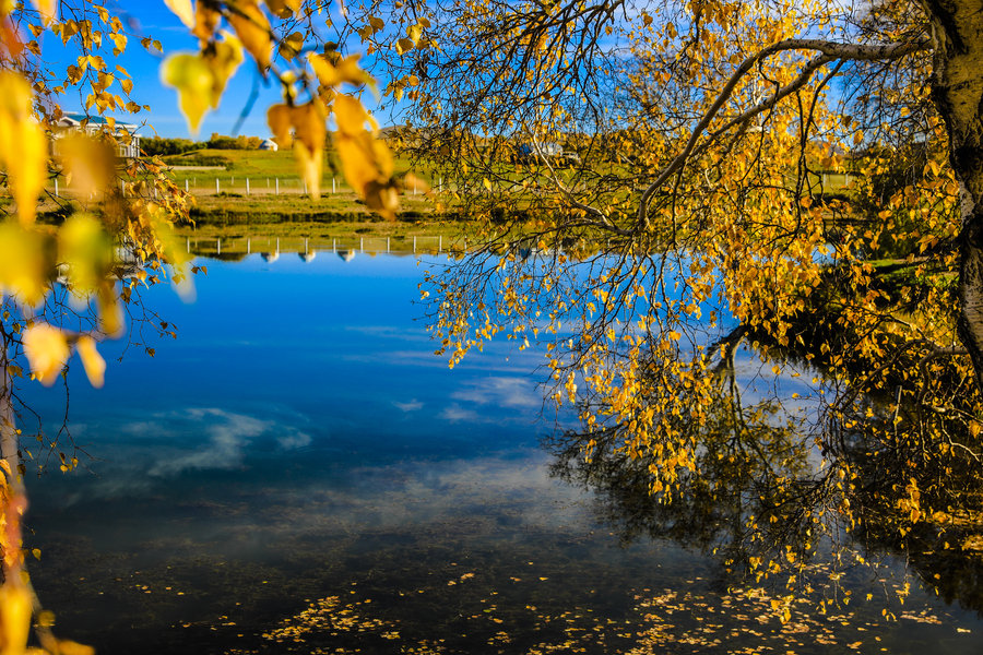 一抹金黃最深秋