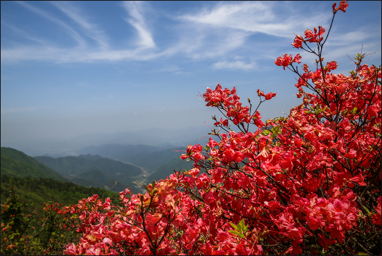 山丹丹花開紅艷艷