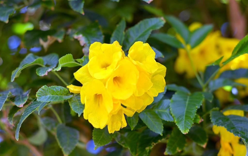 風雪中綻放的那朵黃花 風雪中綻放的那朵黃花