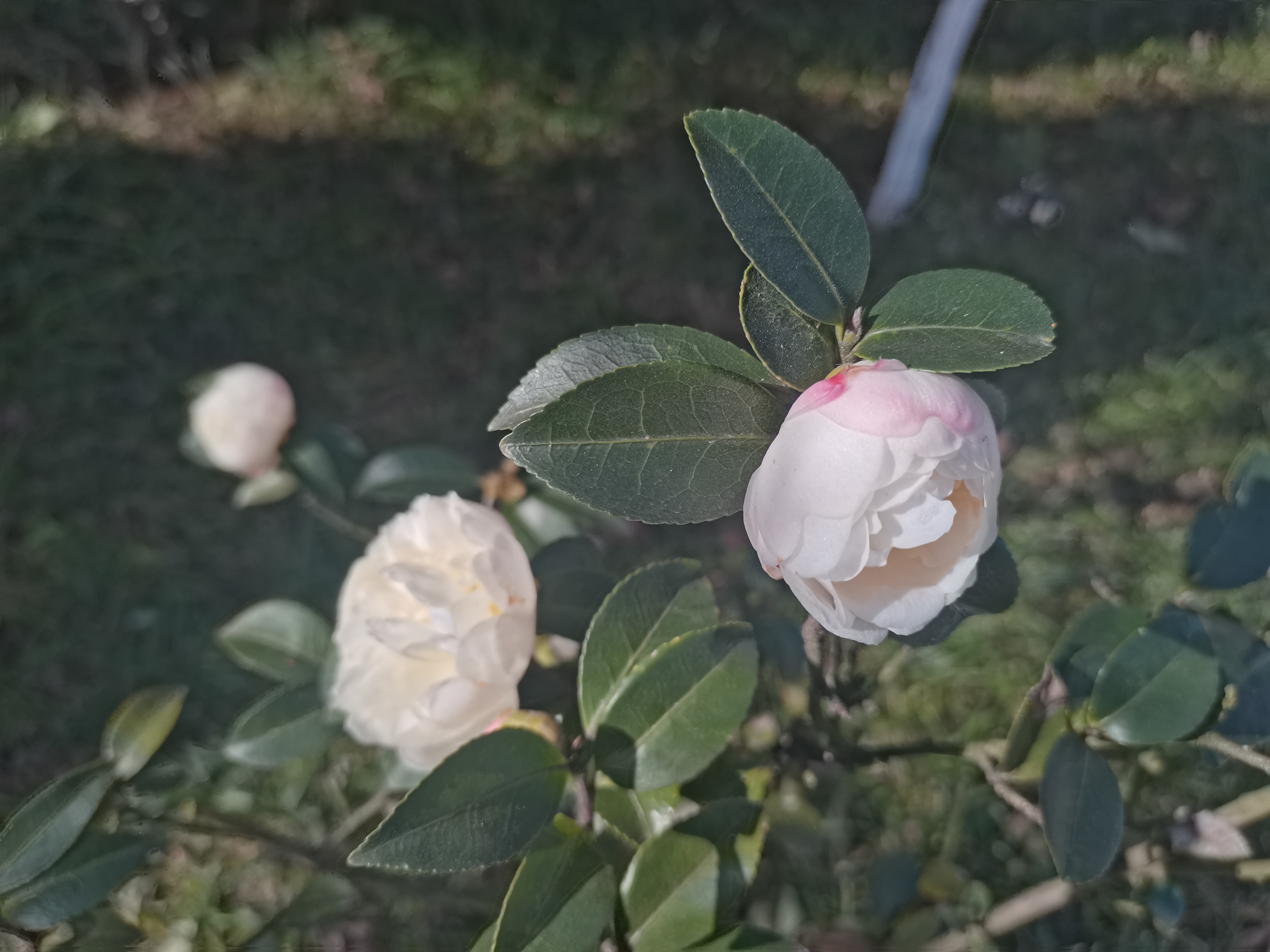 冬日花開 冬日花開