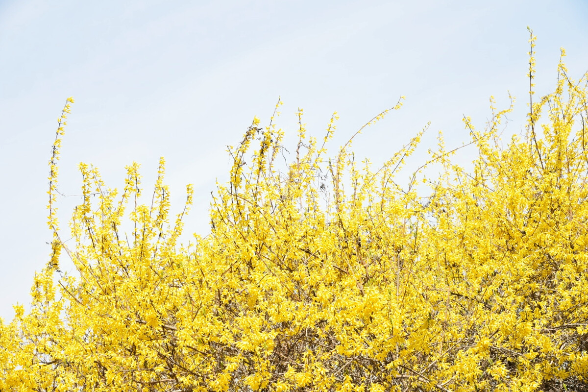 迎春花開(kāi)，春天即來(lái)