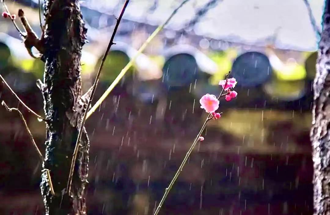 走入春分的雨