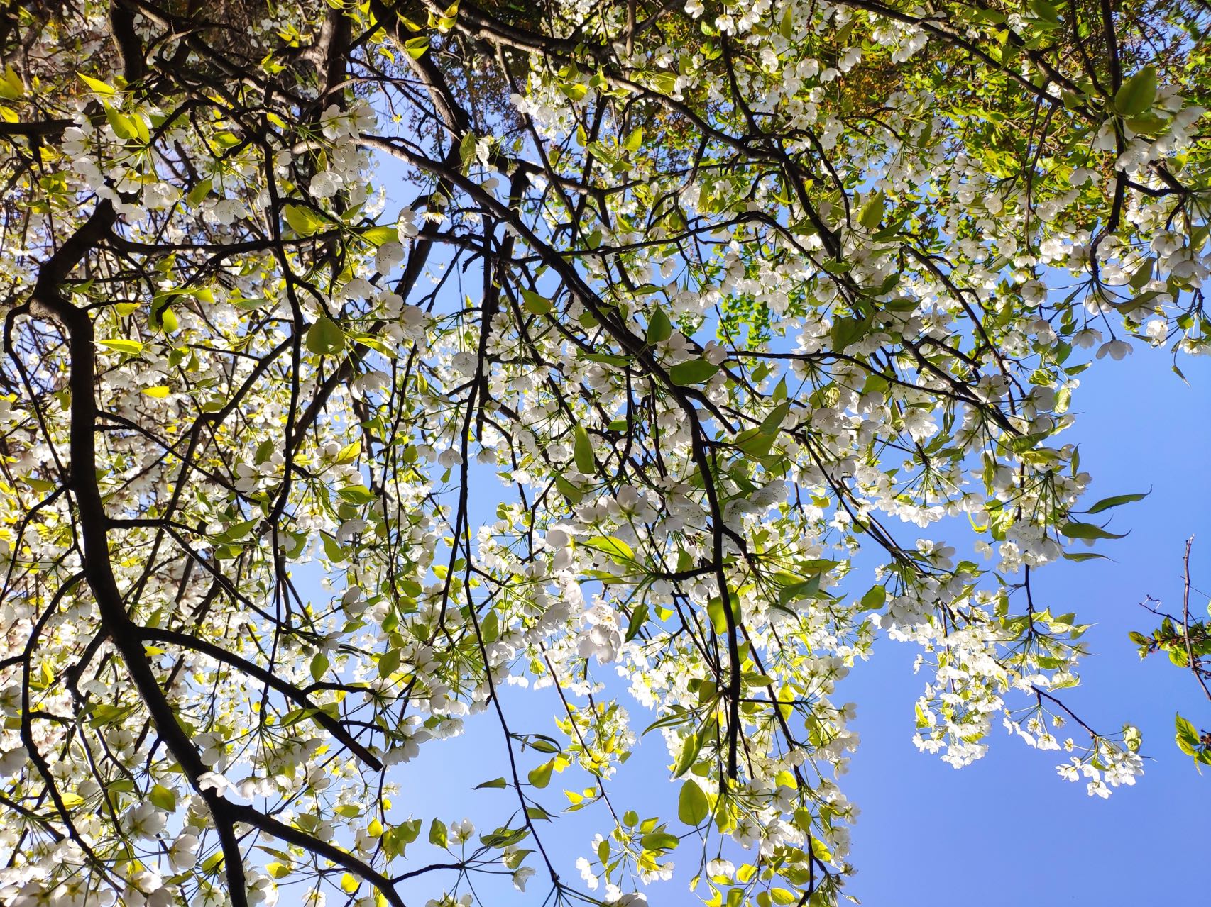 奔赴春的明媚邀約