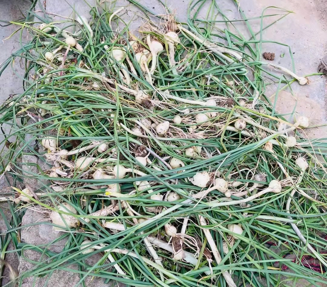 二月小蒜 香死老漢