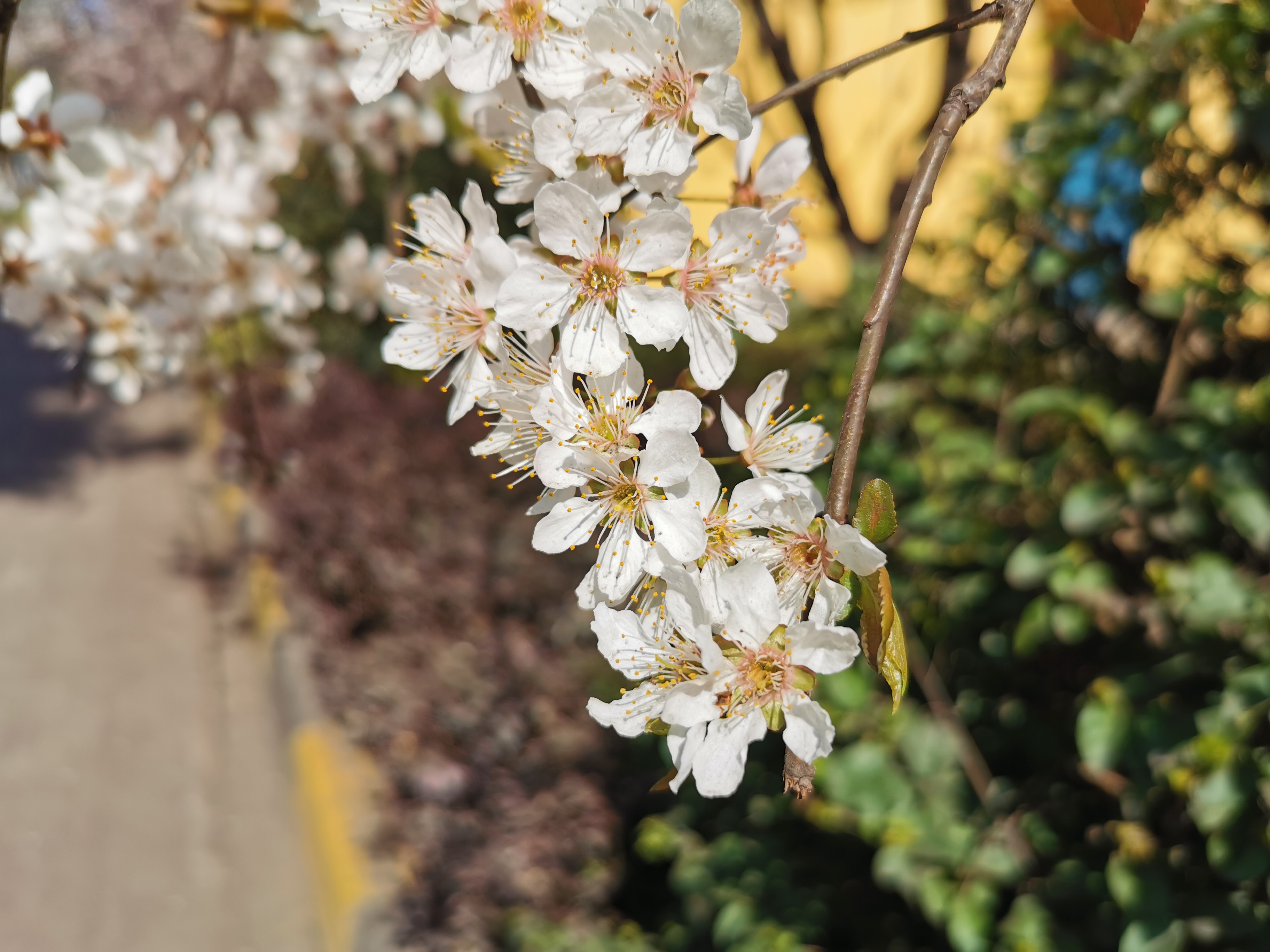 邀您“打卡”煉鋼之春 邀您“打卡”煉鋼之春