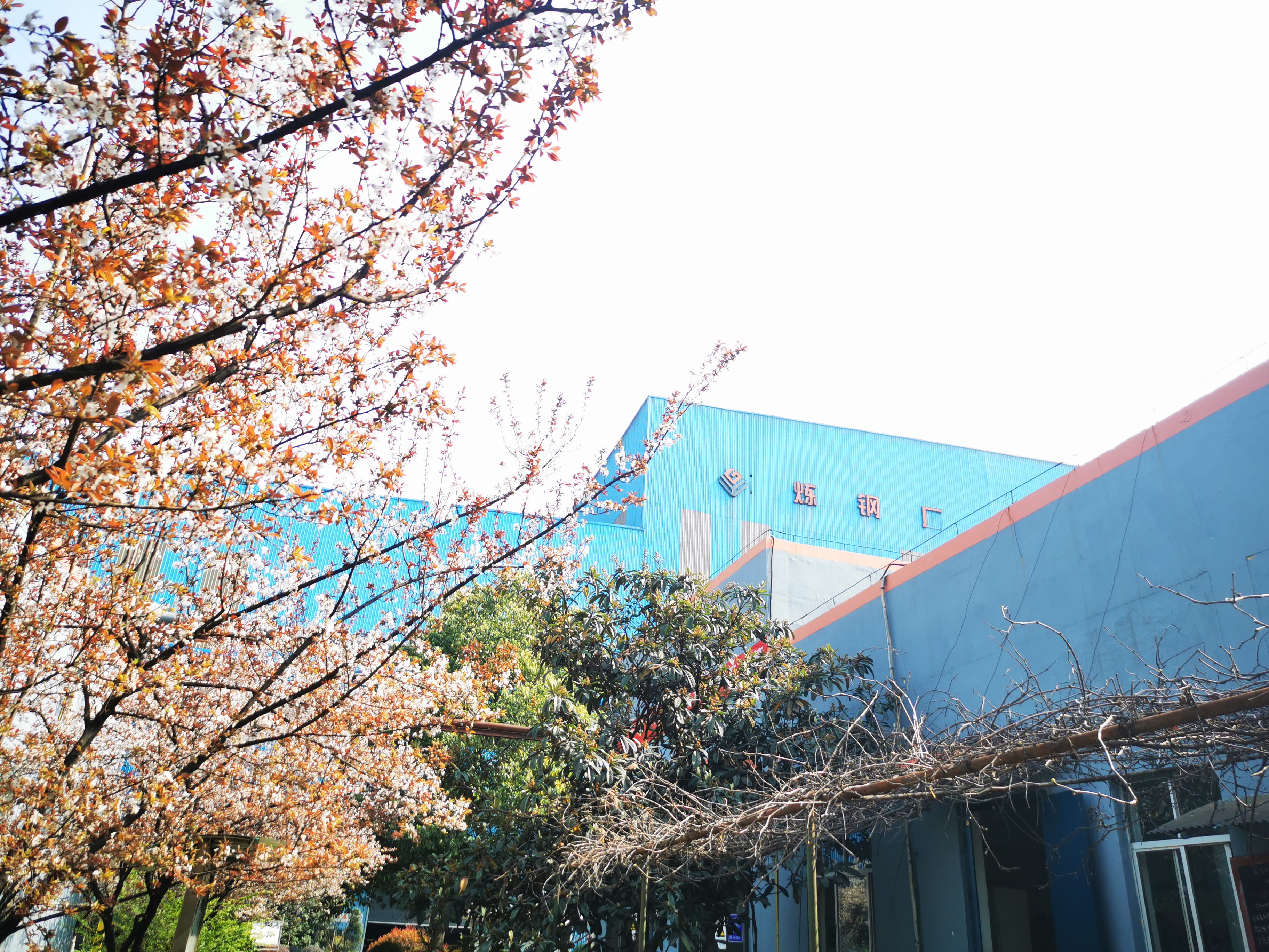 邀您“打卡”煉鋼之春 邀您“打卡”煉鋼之春