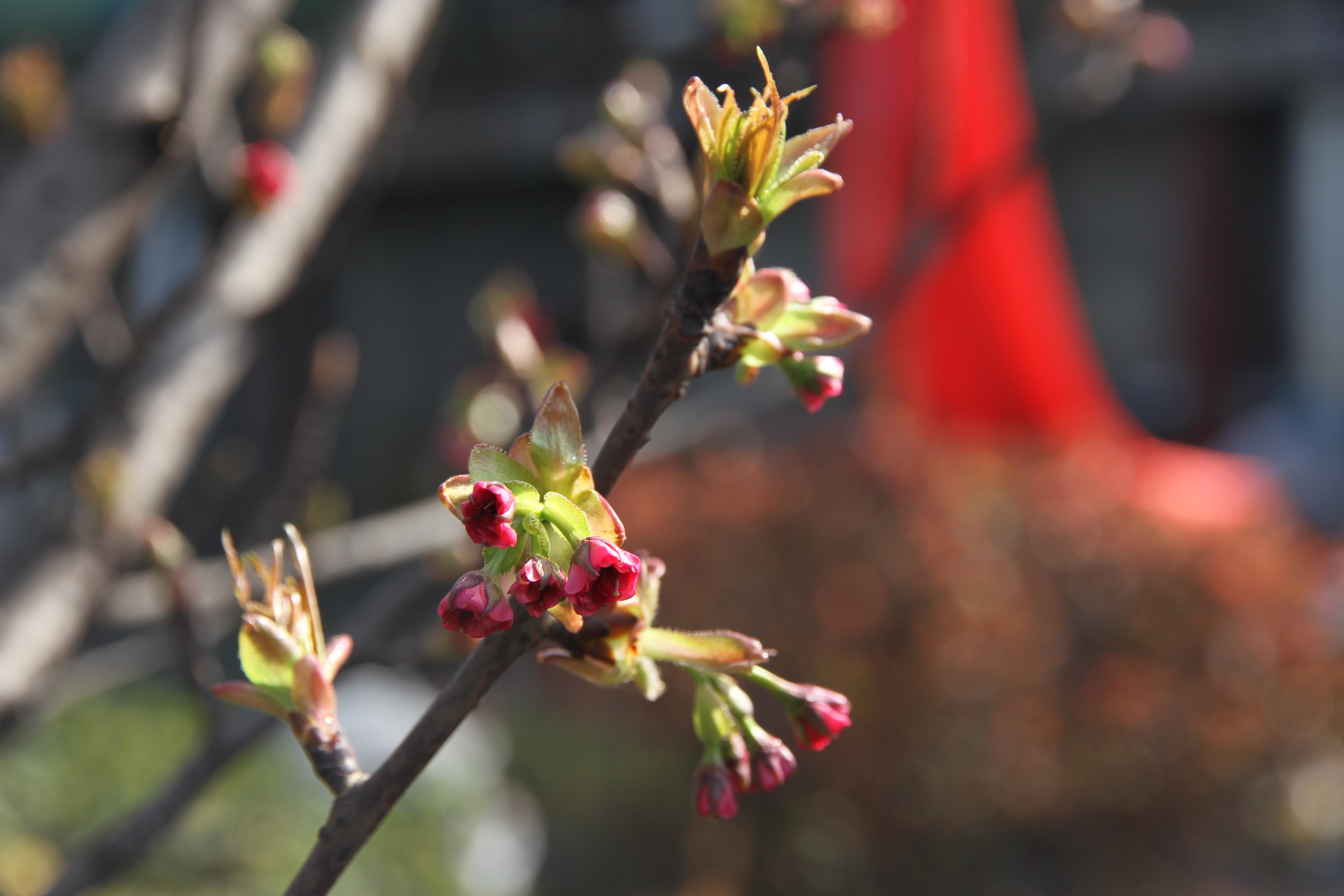 邀您“打卡”煉鋼之春 邀您“打卡”煉鋼之春