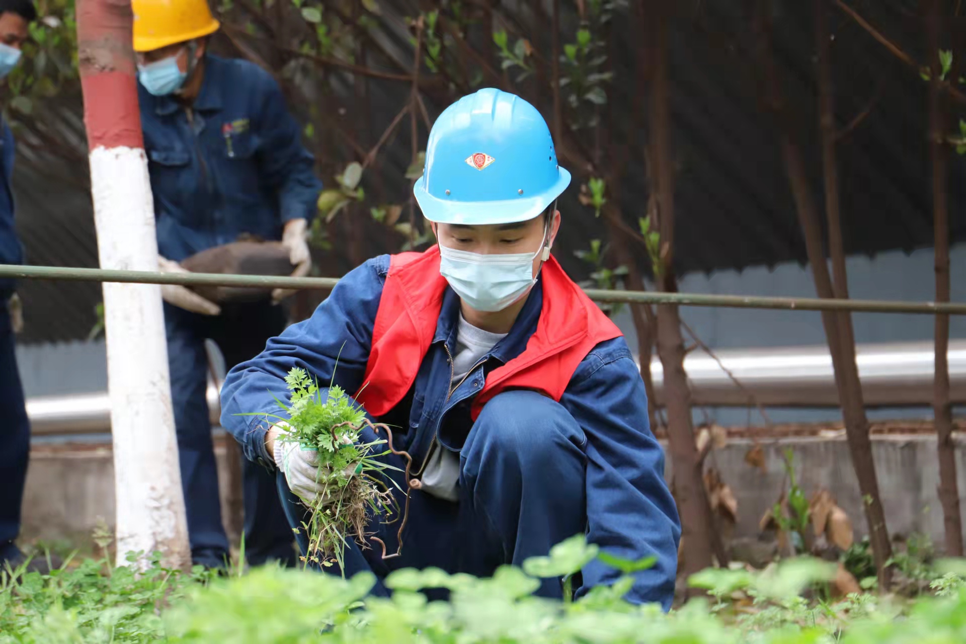 最美青安崗，共育“安全林”