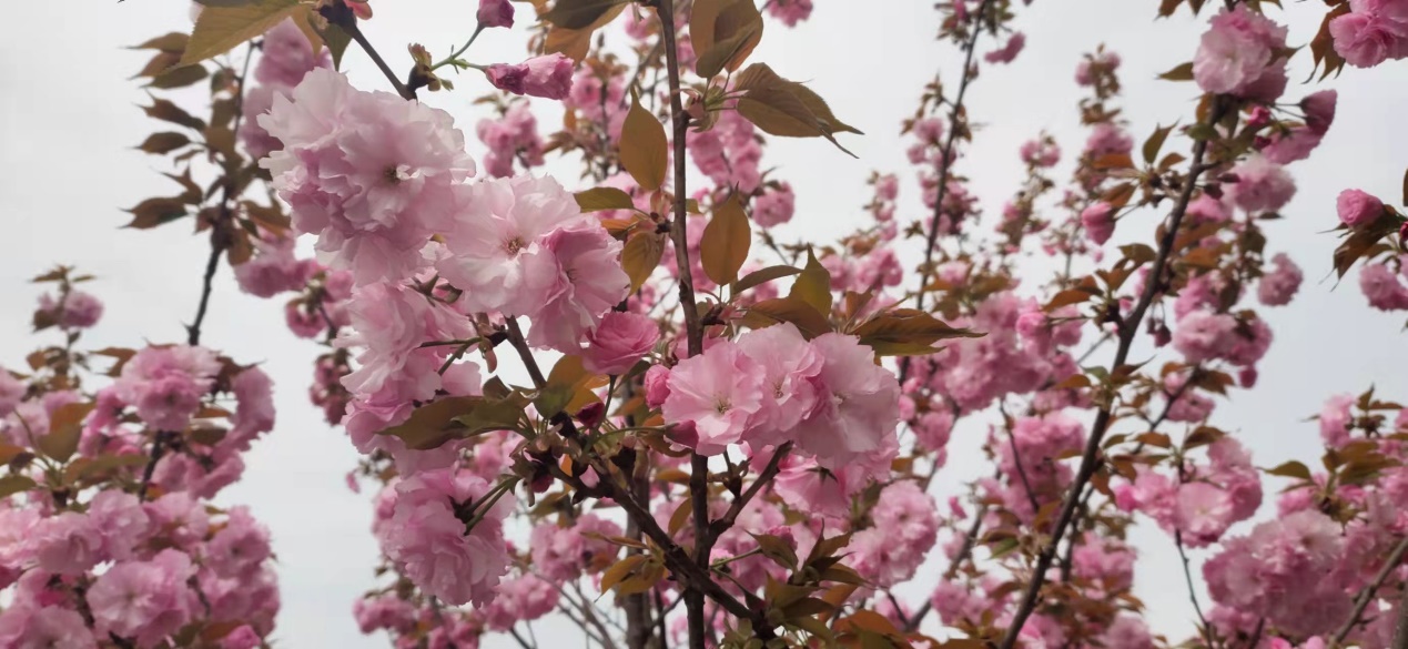 春日午后，陽光正好