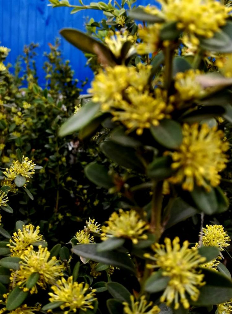 鋼城春意濃  不負(fù)好時(shí)光