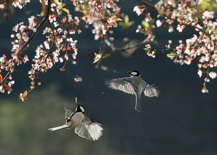 四月如期  春天你好
