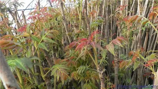 山高谷深采“椿”歸