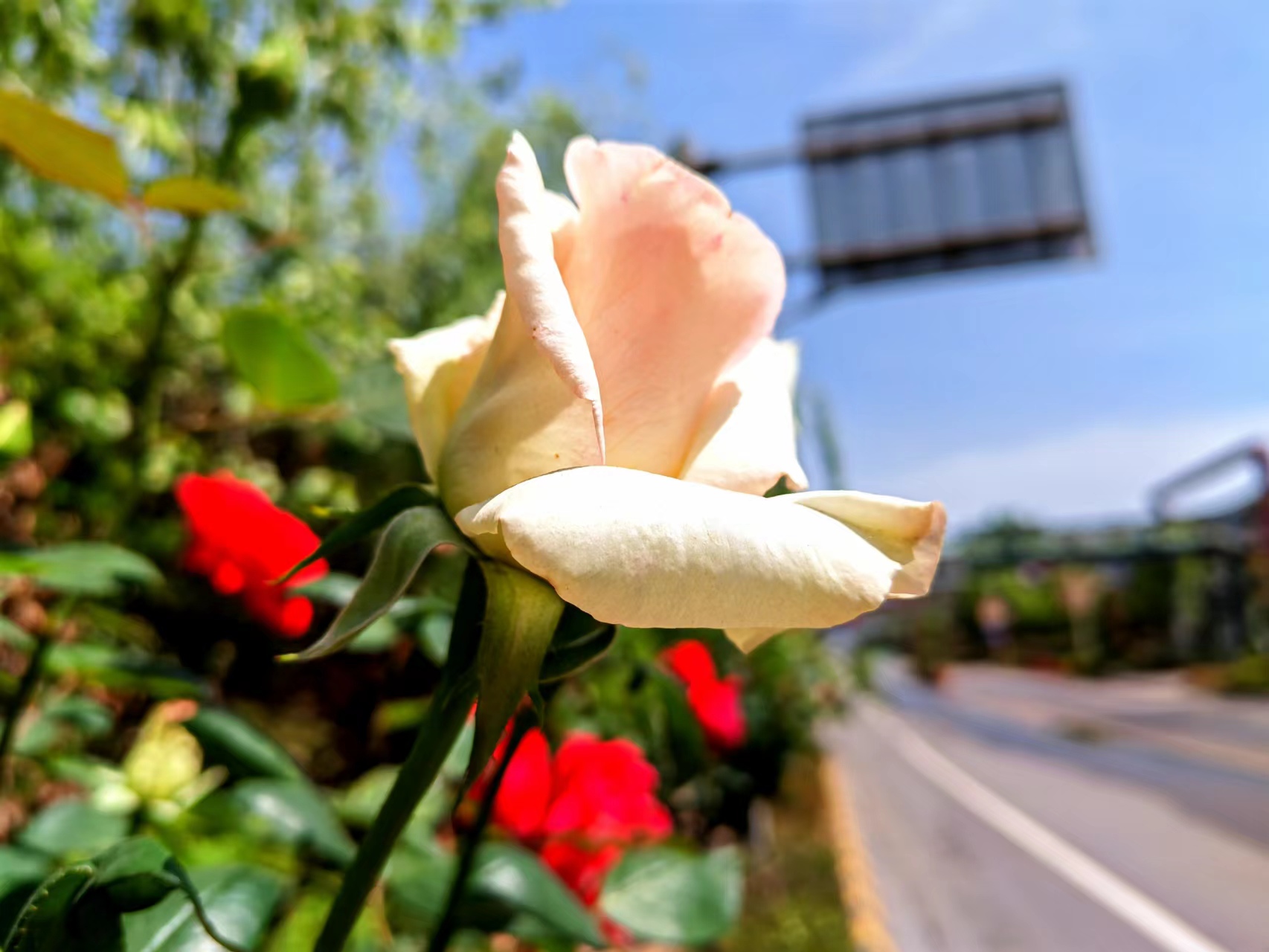 ����̼t���I��䓳�֮��