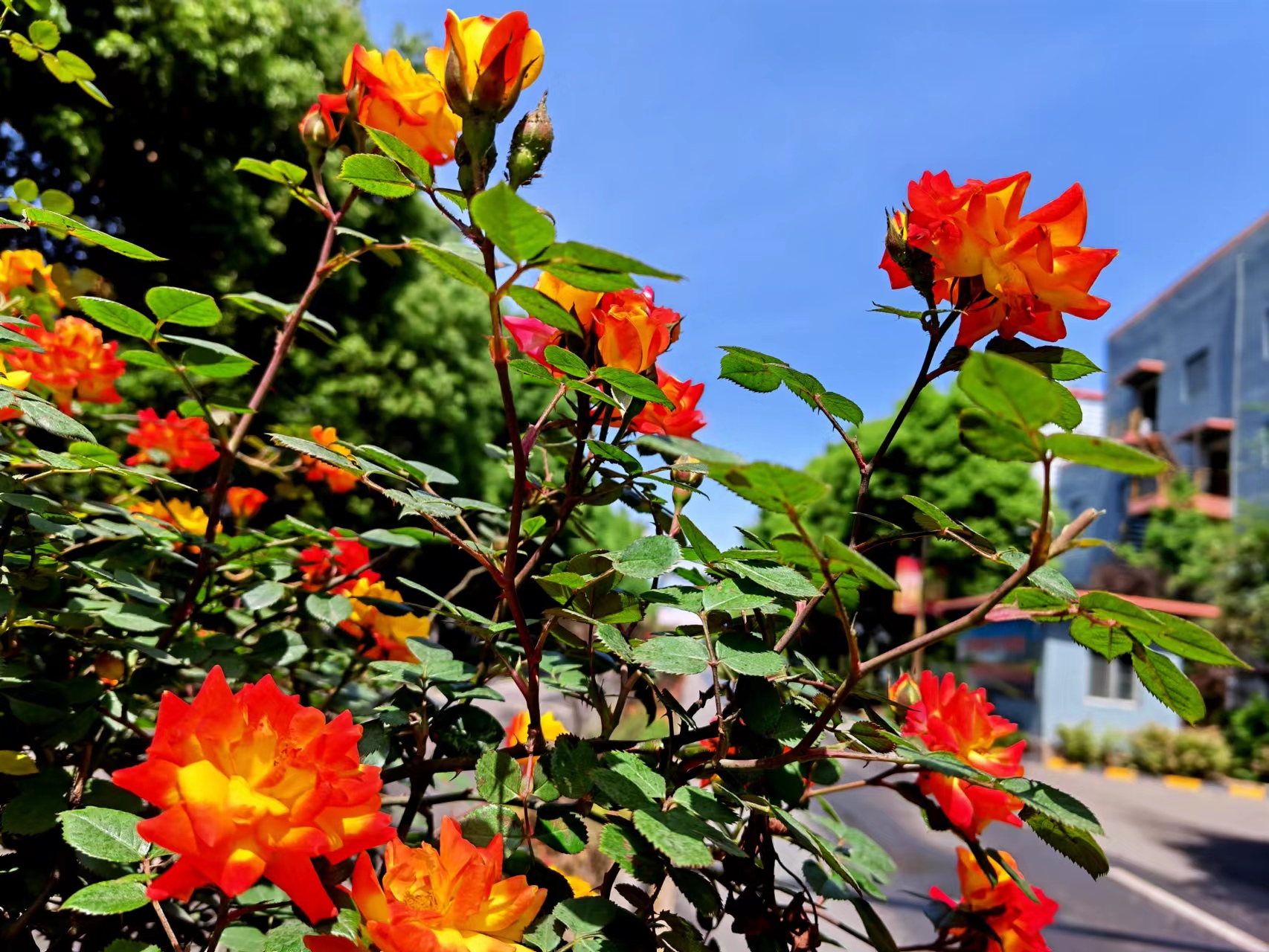 ����̼t���I��䓳�֮��