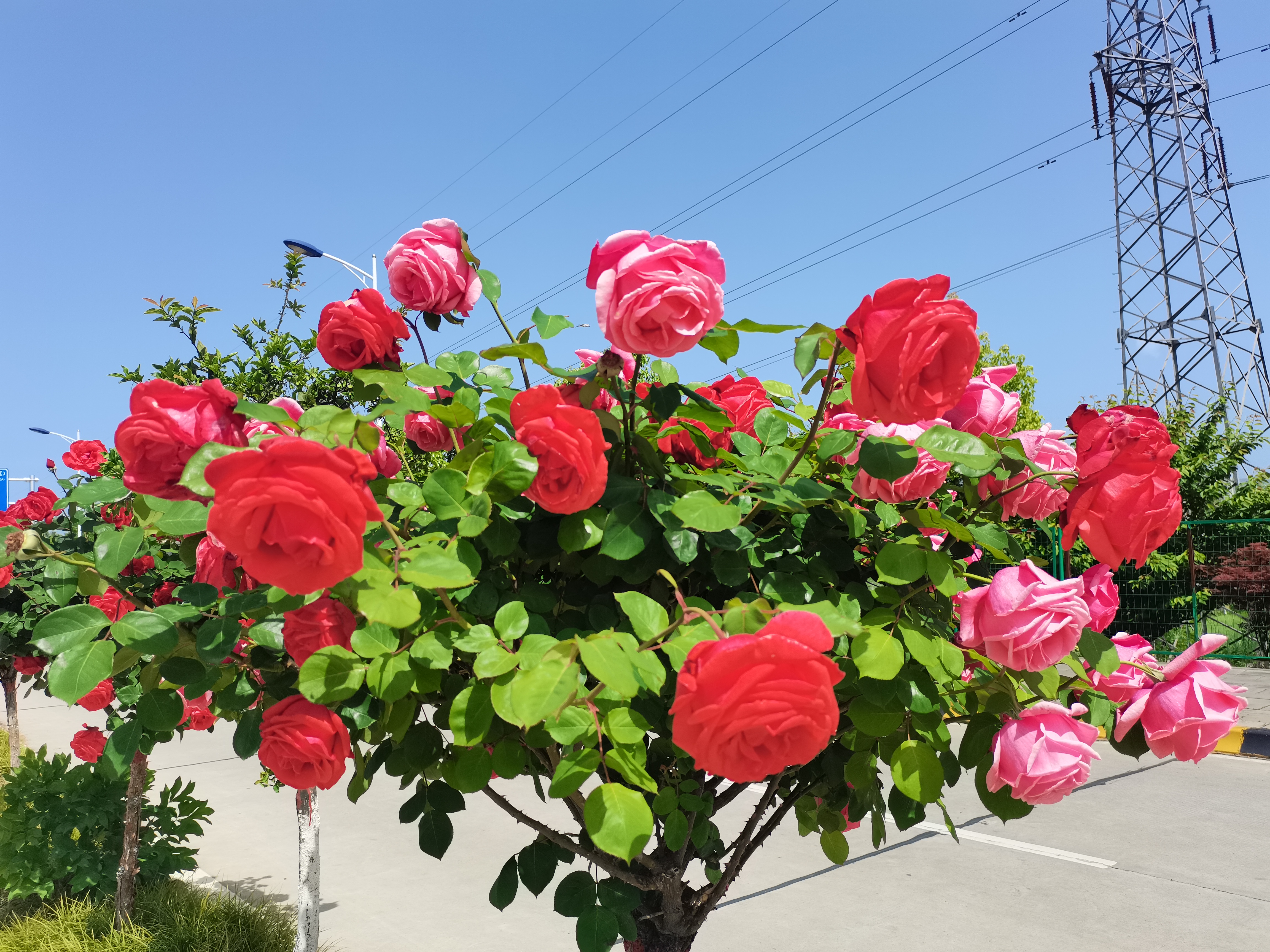 鋼城里的月季 鋼城里的月季