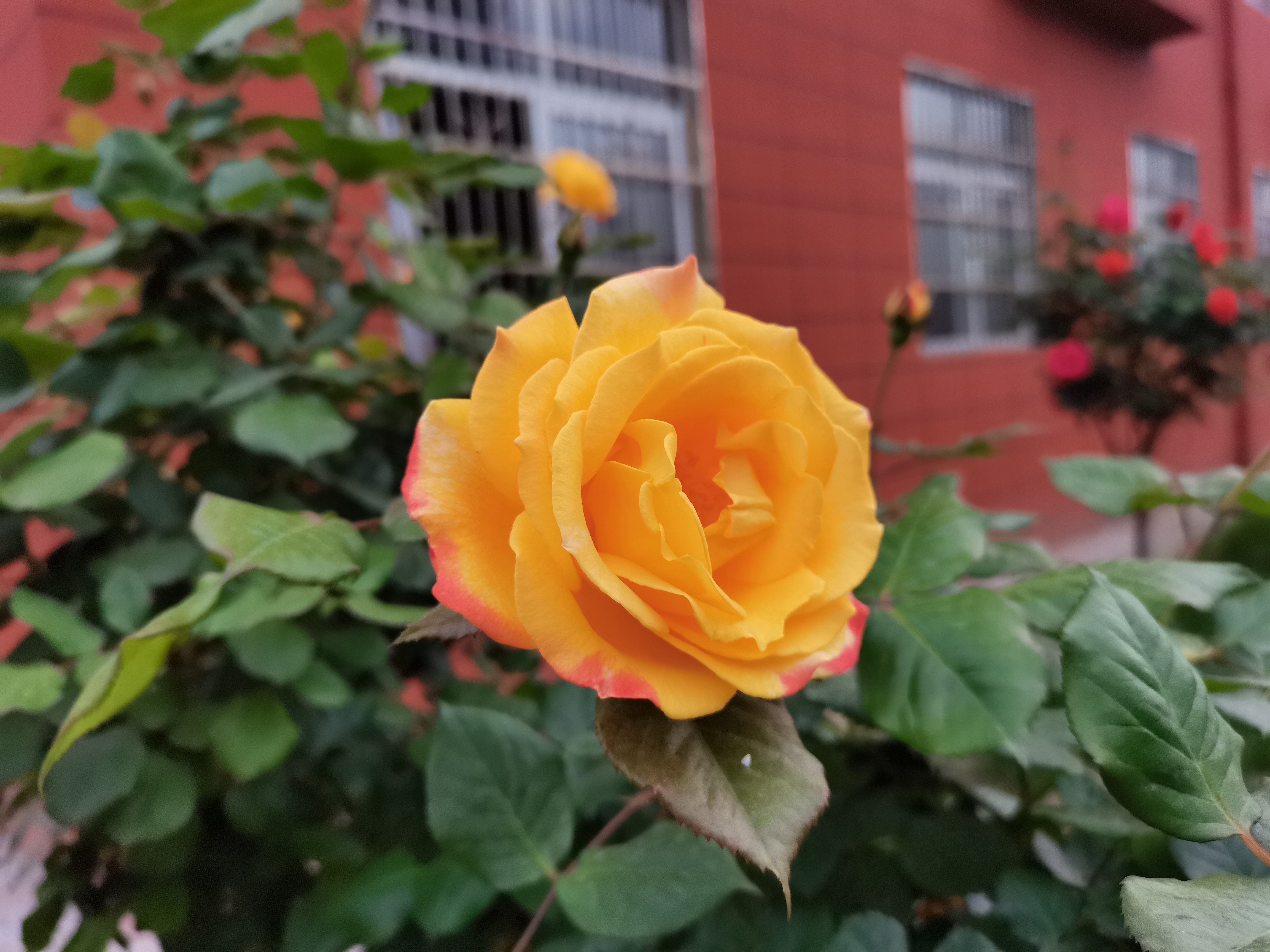 鋼城里的月季 鋼城里的月季