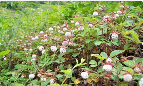 記憶中的野泡兒