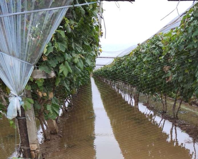 ���ҳ��L(zh��ng)�ġ���(l��)�@��