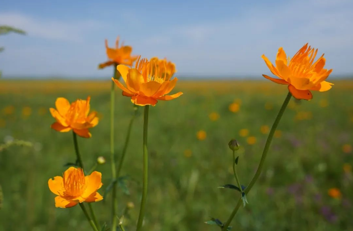 菡萏花開夏正盛 菡萏花開夏正盛