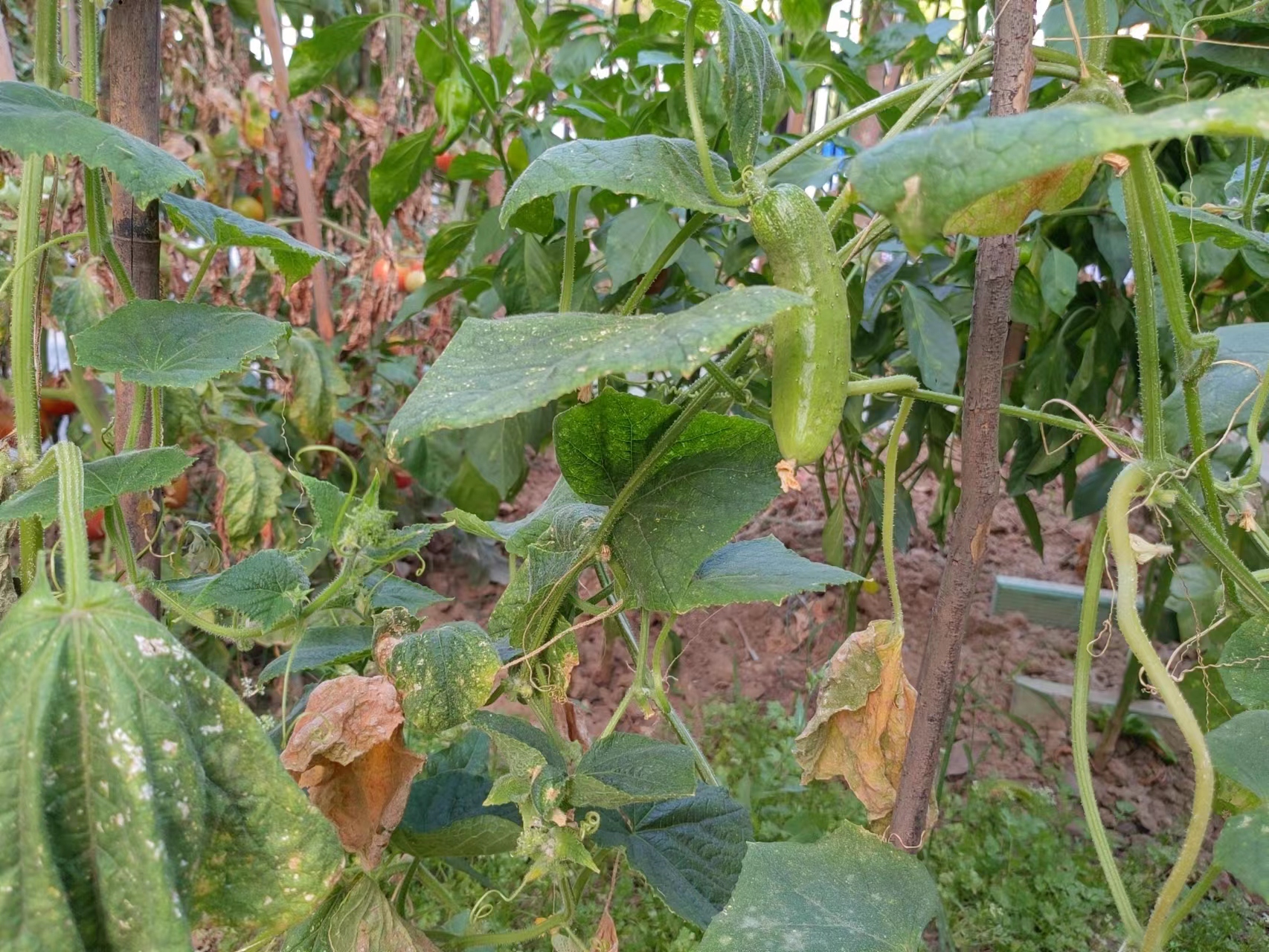 ��Щ��ˮ��ص�����