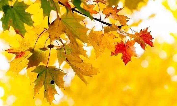 九月秋意涼 九月秋意涼