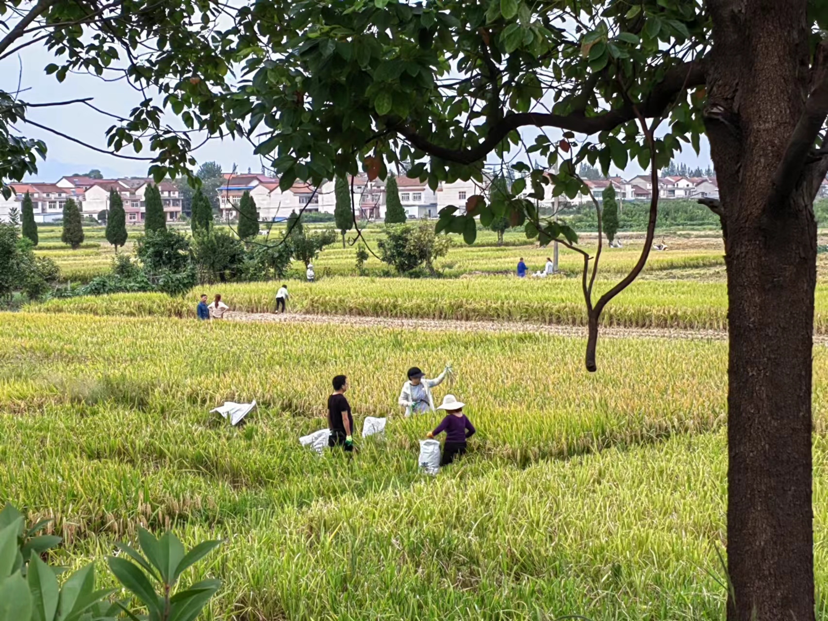 �S�յ�ϲ��