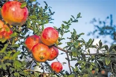 �췿�ġ��t���\��