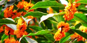 金秋桂花香 金秋桂花香