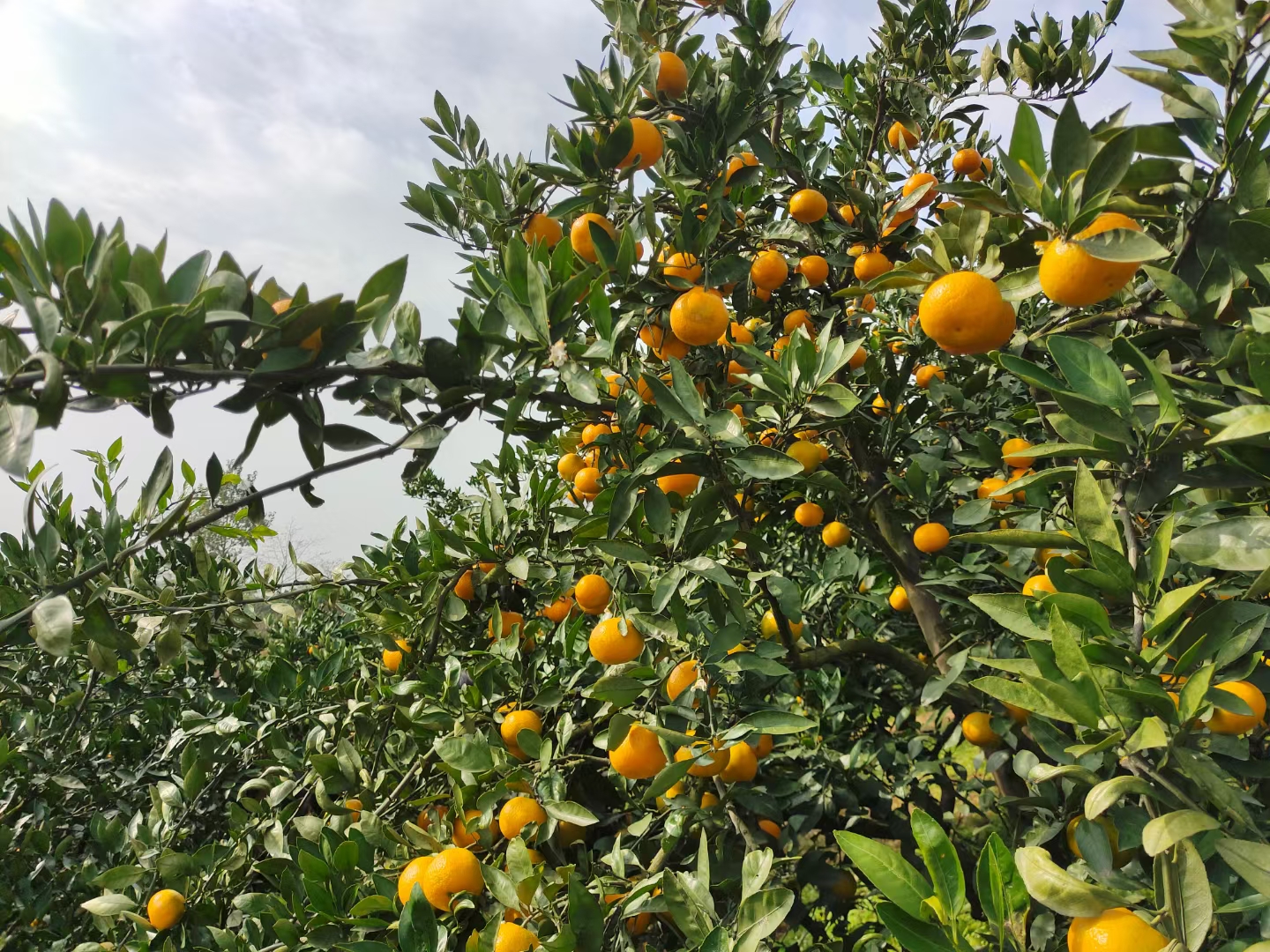 ˪������������