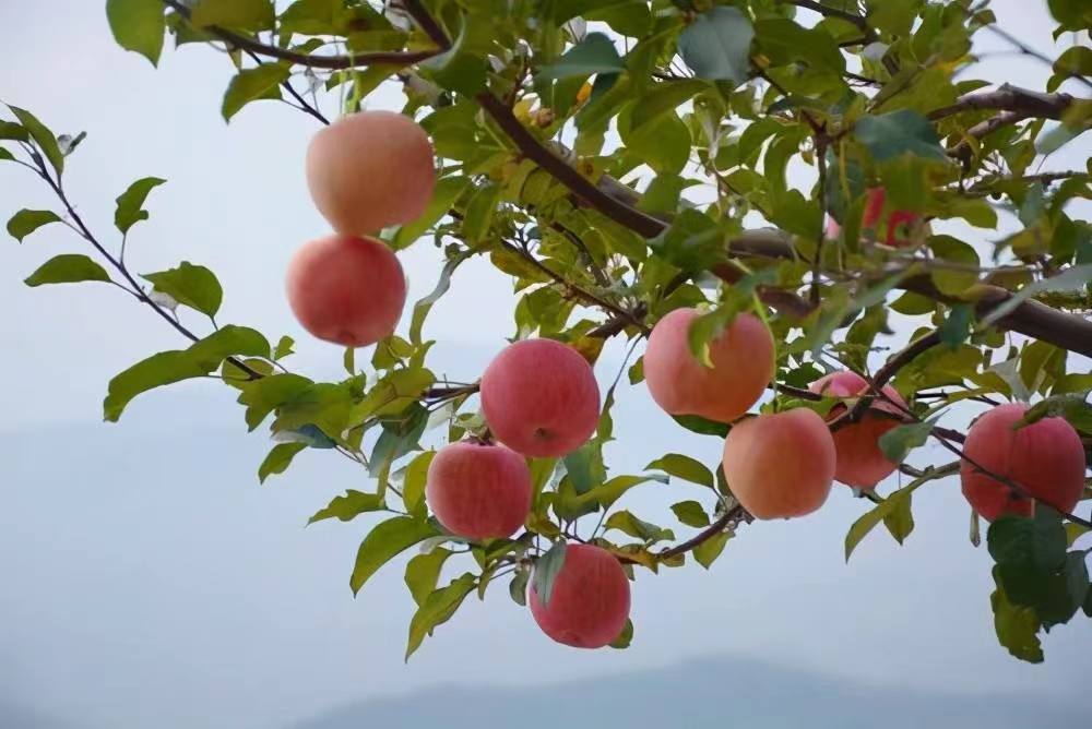 ���l�����