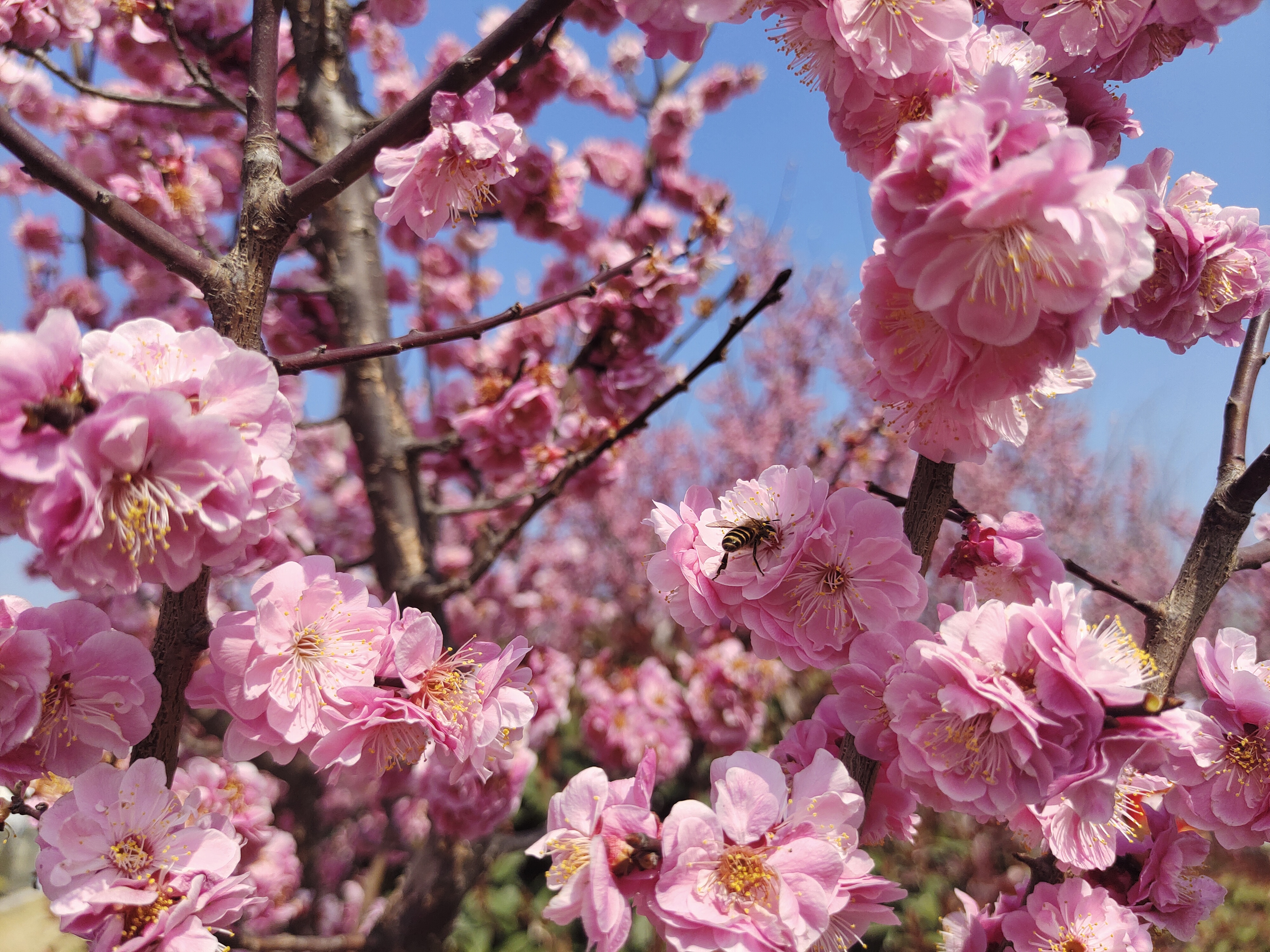 與春光，共舞芳菲